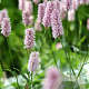 Persicaria bistorta 'Superba' GM P9