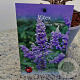 Vitex agnus-castus 15-20 cm 3,0L