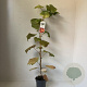 Vitis coignetiae 70 cm 2,0L met stok