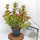 Weigela All Summer Red 30-40 cm 3,0L