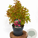 Weigela Big Love 30-40 cm 3,0L