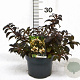 Weigela Black and White 25-30 cm 3,0L