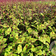Persicaria filiformis GM P9