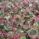 Persicaria filiformis GM P9