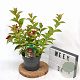 Weigela Cherry Love 30-40 cm 3,0L