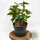 Weigela Cherry Love 30-40 cm 3,0L