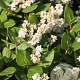 Persicaria kahil GM P9