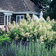 Persicaria polymorpha GM P9