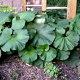 Petasites japonicus GM P9