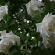 Rosa 'Climbing Mrs Herbert Stevens' 150-175 cm vierkant rond 5,5L
