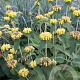 Phlomis 'Edward Bowles' GM P9