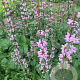 Phlomis tuberosa 'Amazone' GM P9