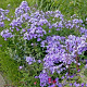 Phlox (P) 'Blue Star' GM P9