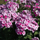 Phlox (P) 'John Fanick' GM P9