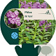 Phlox (M) 'Alpha' GM P9