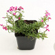 Phlox (S) 'Atropurpurea' GM P9