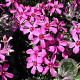 Phlox (S) 'Atropurpurea' GM P9