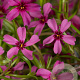 Phlox (S) 'Atropurpurea' GM P9