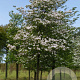 Cornus florida 25-30 HO draadkluit