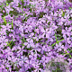 Phlox (S) 'Benita' GM P9