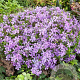 Phlox (S) 'Benita' GM P9
