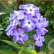 Phlox (P) 'Blue Boy' GM P9