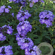 Phlox (P) 'Blue Boy' GM P9