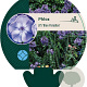 Phlox (P) 'Blue Paradise' GM P9