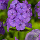 Phlox (P) 'Blue Paradise' GM P9