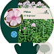 Phlox (P) 'Bright Eyes' GM P9