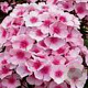 Phlox (P) 'Bright Eyes' GM P9
