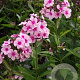 Phlox (P) 'Bright Eyes' GM P9