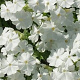 Phlox (S) 'Calvides White' GM P9