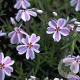 Phlox (S) Candy Stripes GM P9