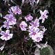 Phlox (S) Candy Stripes GM P9