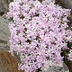 Phlox (S) Candy Stripes GM P9