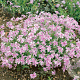 Phlox (S) Candy Stripes GM P9
