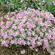 Phlox (S) Candy Stripes GM P9