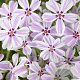 Phlox (S) Candy Stripes GM P9