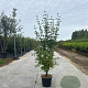 Cornus mas 175-200 cm 20L meerstammig