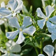 Phlox (P) 'Casablanca' GM P9