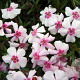 Phlox (S) 'Coral Eye' GM P9