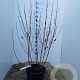 Cornus sanguinea 125-150 cm 20L najaarspotting