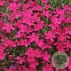 Phlox (D) 'Crackerjack' GM P9