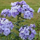 Phlox (P) 'Donau' GM P9