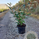 Elaeagnus ebbingei 40-60 cm 3,0L