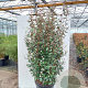 Elaeagnus ebbingei 125-150 cm 35L extra