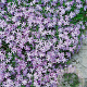 Phlox (S) 'Emerald Cushion Blue' GM P9