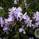 Phlox (S) 'Emerald Cushion Blue' GM P9