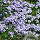 Phlox (S) 'Emerald Cushion Blue' GM P9